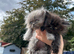 Persian kittens for sale