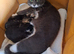 2 kittens