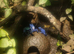 Azureus blue poison dart frogs