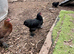 Silkie trio
