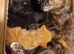 Last one left READY NOW 3 chunky kittens
