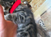 Snow Bengal x Mainecoon kittens