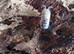 Armadillo Officinalis Tamarix