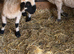 Beautiful Valais Blacknose ewe lamb 5 months old
