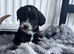 Cockapoo puppies