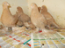 16 TUBLERS FOR SALE..