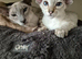 Seal Tabby Point siamese boy