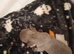 3 week old beautiful chuiahuia puppies all rare colours only 5* homes for these little puddings