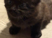 Beautiful Kitten