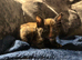 Two stunning British blue kittens for sale
