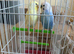 Few pair of budgies with separate cage
