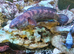 Dwarf Snakehead
