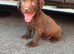 Stunning cocker spaniel puppies