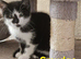 4x Beautiful Black and White Boy Kittens s