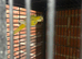 Monk parrot pair