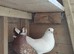 fantail roller/tippler pigeon