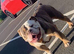 Old English bulldog