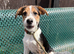 Jack Russell cross collie pups male