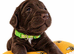 Beautiful Sproodle Puppies
