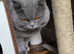 TICA Registered Blue Stud