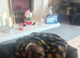 Springer spaniel for sale
