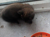 Last Kitten now! Male stunning colours !