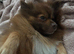 Pomeranian dog