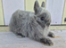 STUNNING NETHERLAND DWARF BABIES