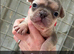 French bulldog Puppies