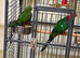 King parrots Glasgow