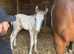 Stunning Irish sports horse X warmblood foal