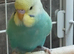 3 lovely young budgies for sale
