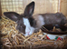 Lionhead lops