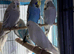 English budgies Glasgow