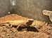 Bearded dragon