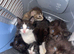 Beautiful kittens ready to leave now