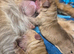 Stunning boy puppies