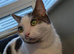 Ugent- Romeo is looking for a forever home