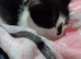 Rehome cat