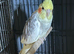 Cockatiels for Sale &ndash; Healthy Active Birds, Ready Now