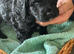 Health Tested Cockapoo