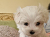 Marvellous Maltese Pups