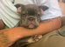 French bulldog boy