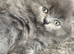 British kittens