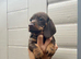 For sale 7weeks old boy puppy