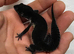 Pure black night male leopard gecko