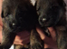 KC QUALITY GERMAN SHEPHERD PUPPIES