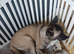X4 American akita puppies