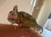 Male Yemen chameleon