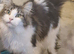 Female maincoon for sale